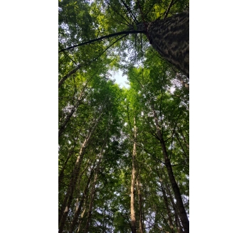 林间自有幽贞趣