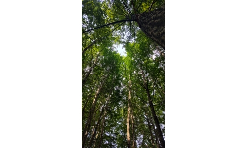 林间自有幽贞趣