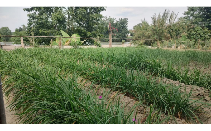 给你一片自由耕作的菜园